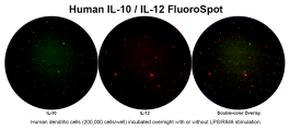 Human IL-10/IL-12 Double-Color FluoroSpot | ImmunoSpot®