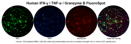 Human IFN-γ/TNF-α/Granzyme B Three-Color FluoroSpot | ImmunoSpot®