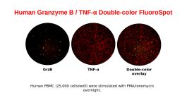 Human Granzyme B/TNF-α Double-Color FluoroSpot | ImmunoSpot®