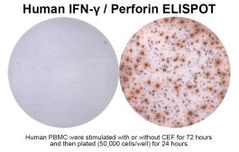 Human IFN-γ/Perforin Double-Color ELISPOT | ImmunoSpot®