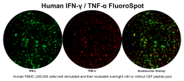 Human IFN-γ/TNF-α Double-Color FluoroSpot | ImmunoSpot®