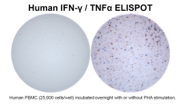 Human IFN-γ/TNF-α Double-Color ELISPOT | ImmunoSpot®