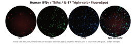 Human IFN-γ/TNF-α/IL-17 Three-Color FluoroSpot | ImmunoSpot®