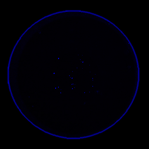 Donor-2-apoptotic-cells