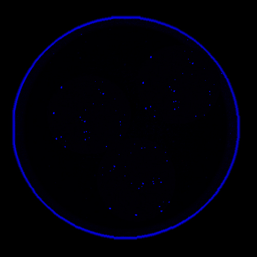 Donor-3-apoptotic-cells