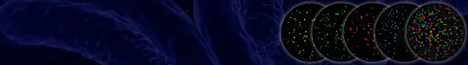 Leading immune monitoring for over 25 years